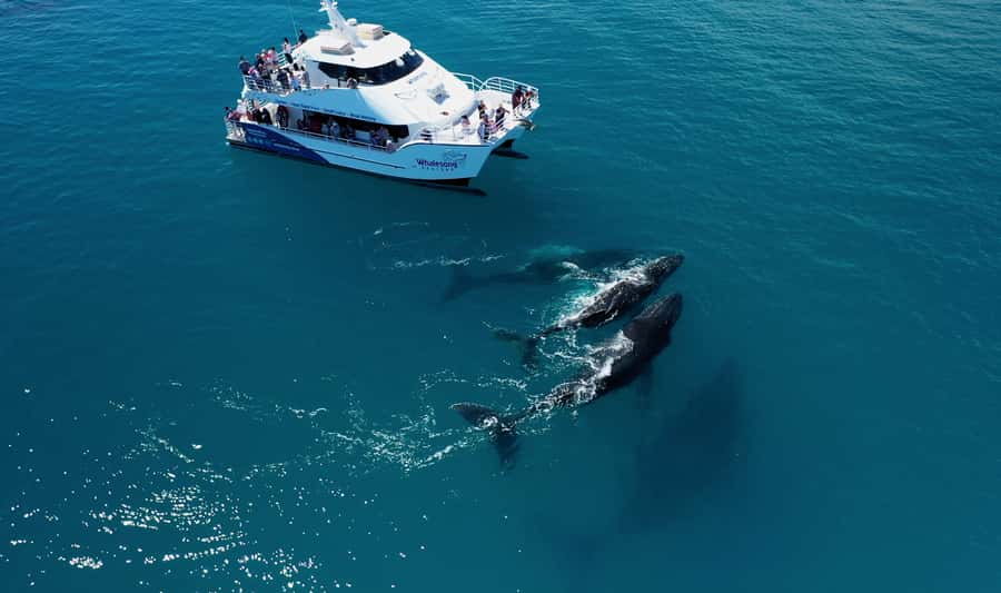 Hervey Bay: Half-Day Whale Watching Cruise with Meal - What makes this cruise worth considering
