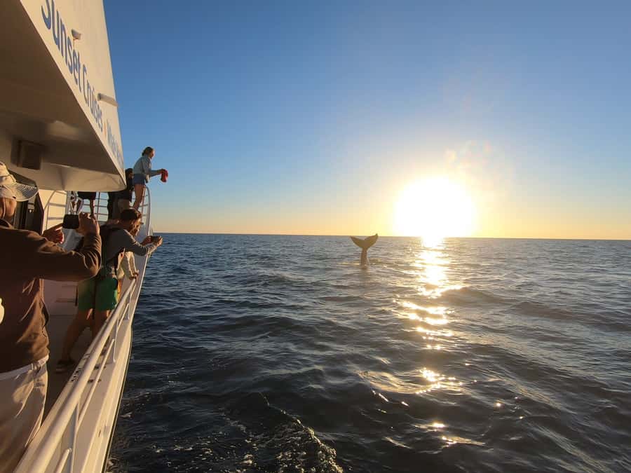 Hervey Bay: Half-Day Whale Watching Cruise with Meal - Who should book this experience