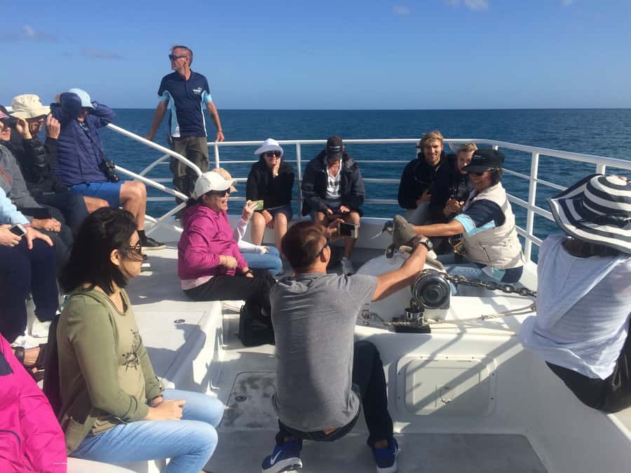 Hervey Bay: Half-Day Whale Watching Cruise with Meal - Four hours of searching, watching, and waiting