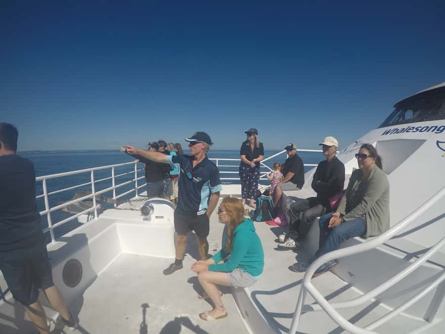Hervey Bay: Half-Day Whale Watching Cruise with Meal - The supporting cast: dolphins, turtles, dugongs, and birds