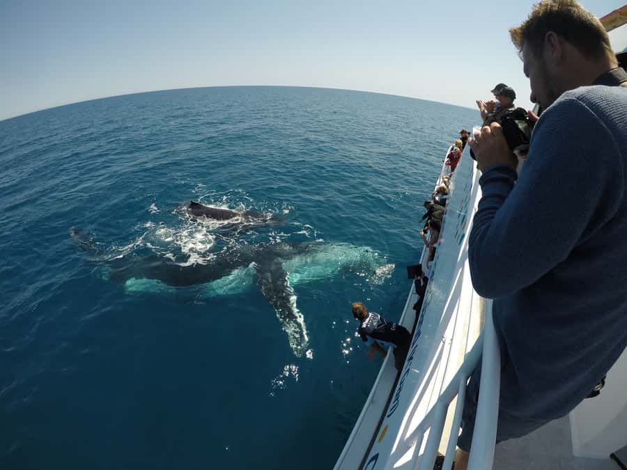 Hervey Bay: Half-Day Whale Watching Cruise with Meal - The hydrophone and the value of good commentary
