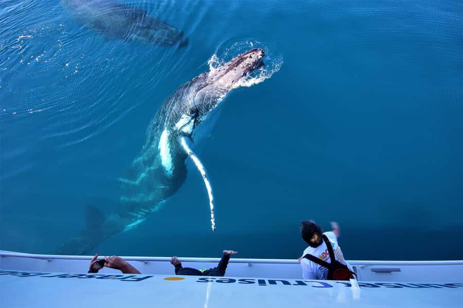 Hervey Bay: Half-Day Whale Watching Cruise with Meal - From Great Sandy Straits Marina to open water