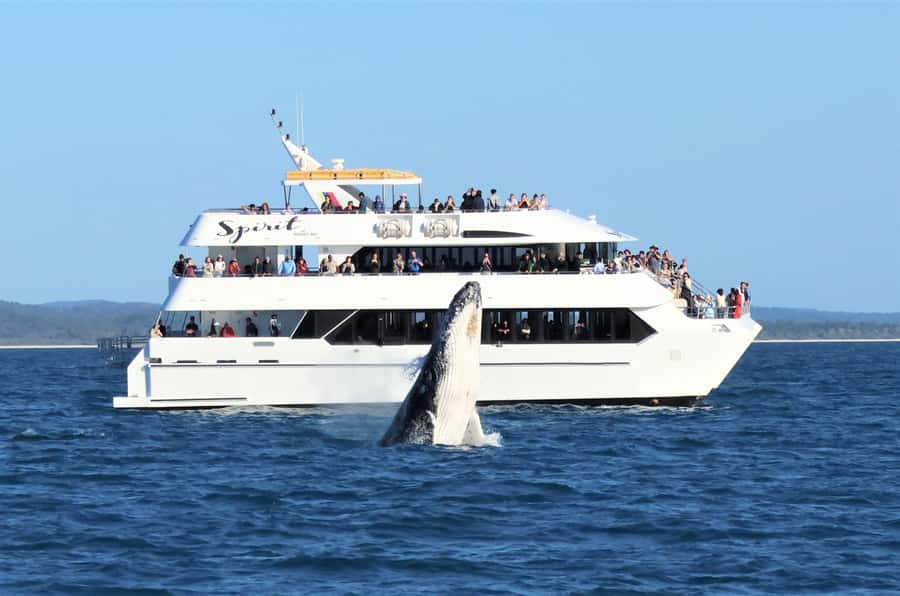 Hervey Bay: Half-Day Whale-Watching Cruise - Boarding the Amaroo at the Boat Club
