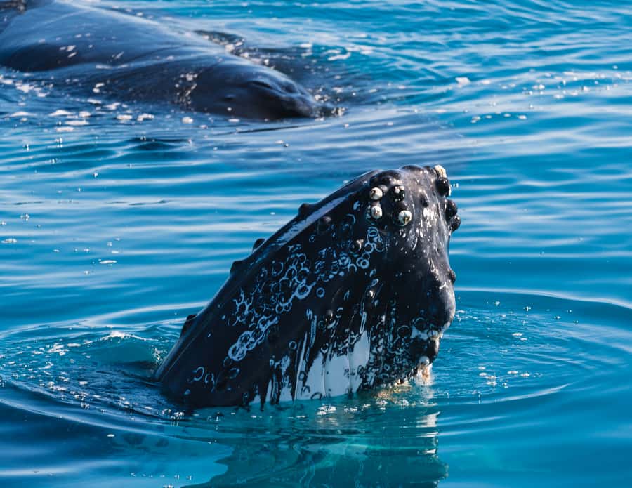 Hervey Bay: Humpback Whale-Watching Half-Day Cruise - Key points at a glance