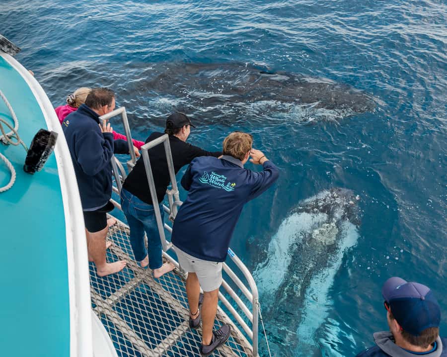 Hervey Bay: Humpback Whale-Watching Half-Day Cruise - Leaving Hervey Bay on Quick Cat II