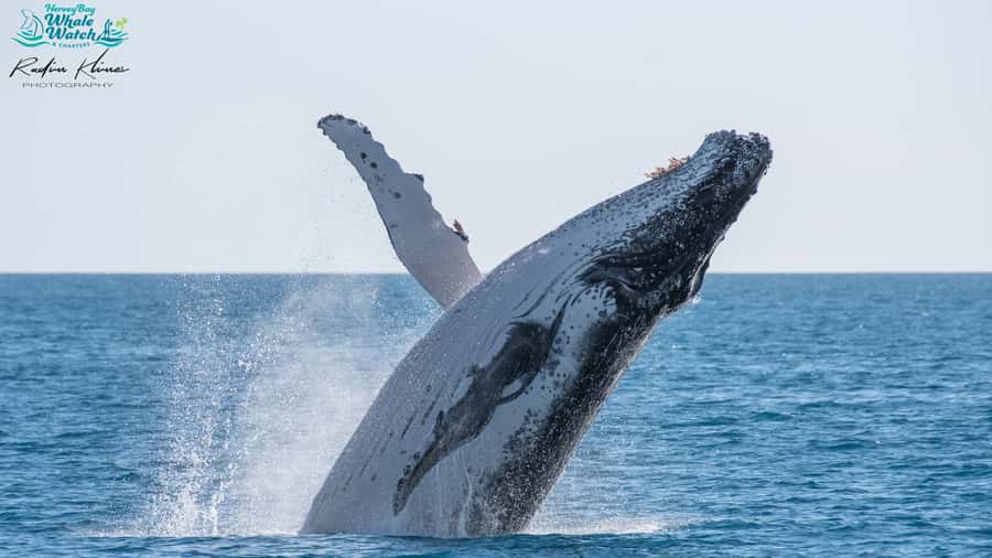 Hervey Bay: Humpback Whale-Watching Half-Day Cruise - Listening to humpback songs with the hydrophone