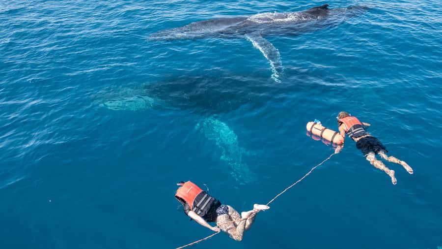 Hervey Bay: Humpback Whale-Watching Half-Day Cruise - What the four to five hours feel like
