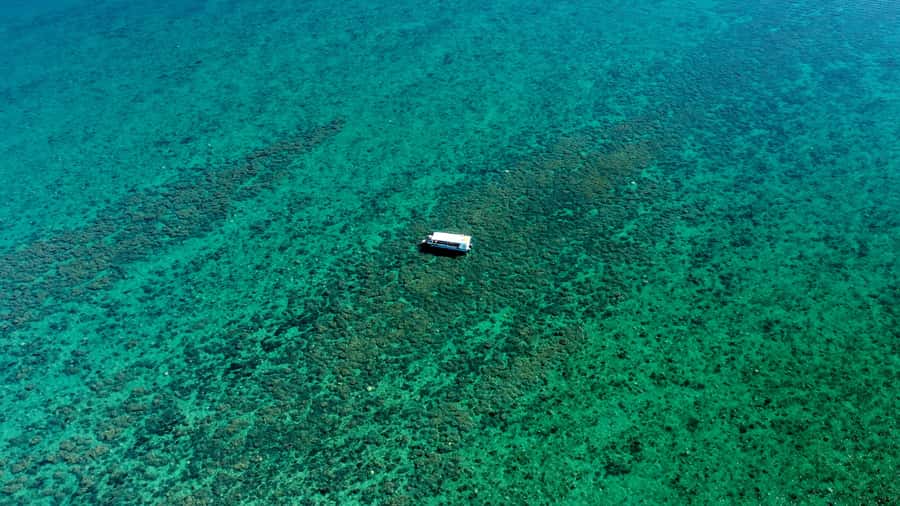 Hervey Bay: Turtle Discovery Eco Tour - Key points to know before booking