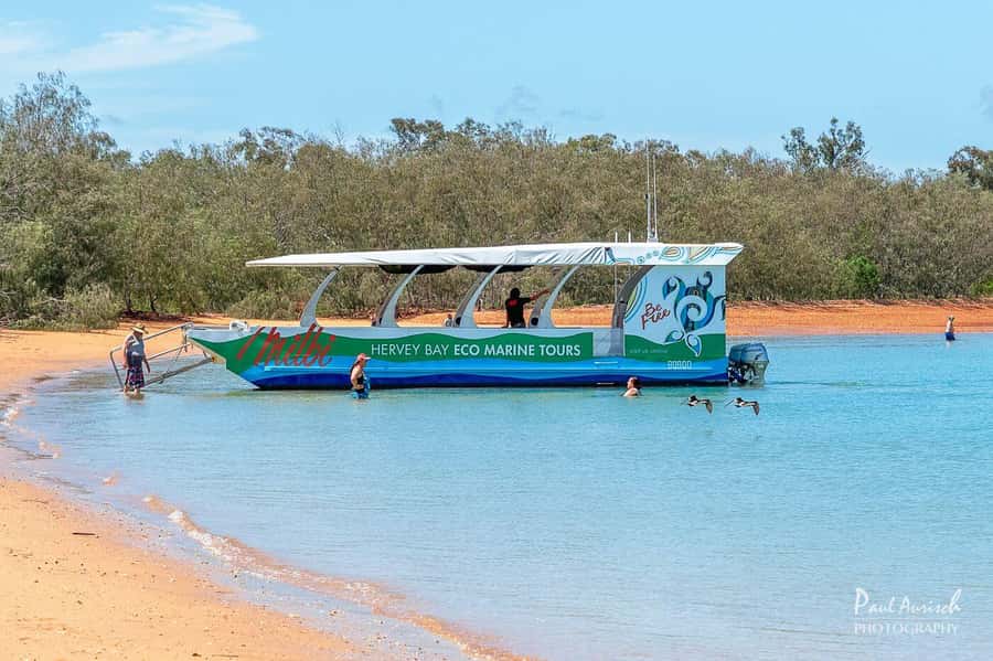 Hervey Bay: Turtle Discovery Eco Tour - A quiet start in the Great Sandy Strait