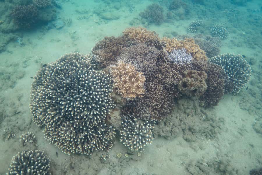 Hervey Bay: Turtle Discovery Eco Tour - Finding the marina without a wrong turn