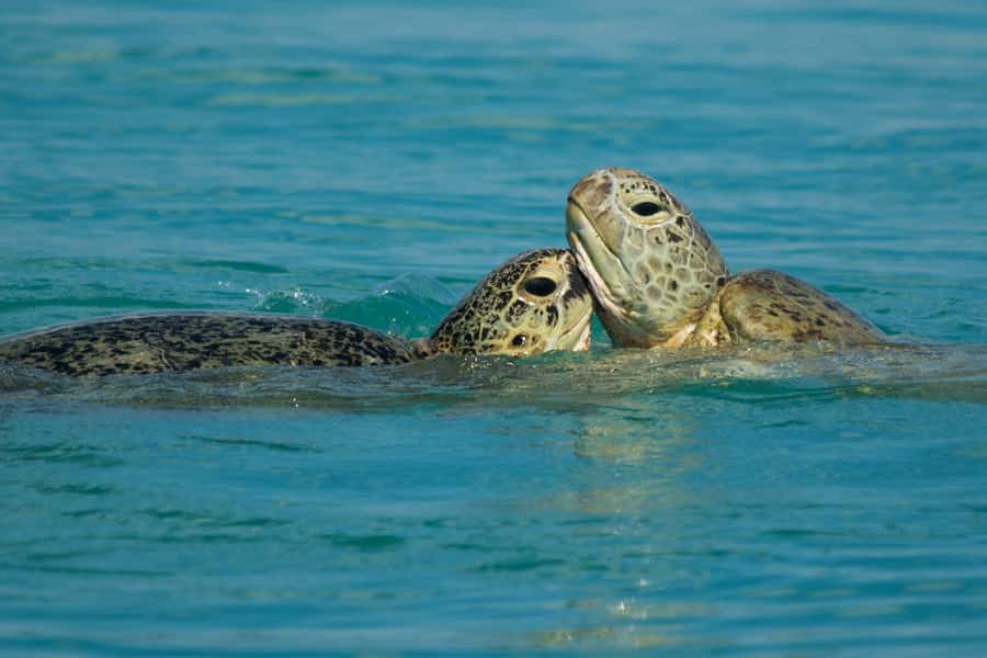 Hervey Bay: Turtle Discovery Eco Tour - Should you book the Turtle Discovery Eco Tour?