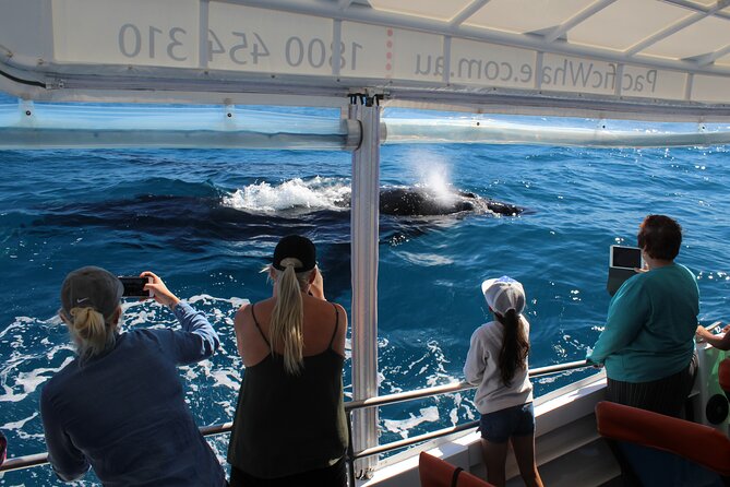 Hervey Bay Ultimate Whale Watching Cruise - Key details before you book