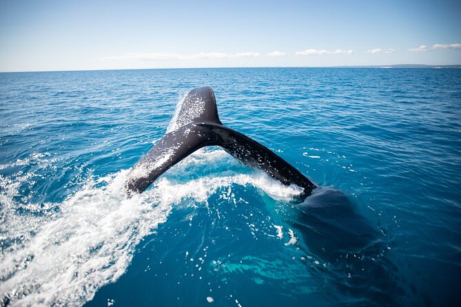 Hervey Bay Ultimate Whale Watching Cruise - The hydrophone makes the experience more than visual