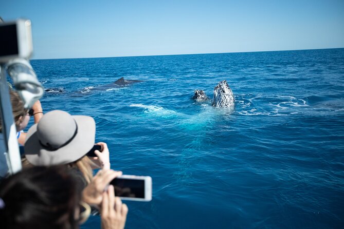 Hervey Bay Ultimate Whale Watching Cruise - Is the $85.35 price good value?