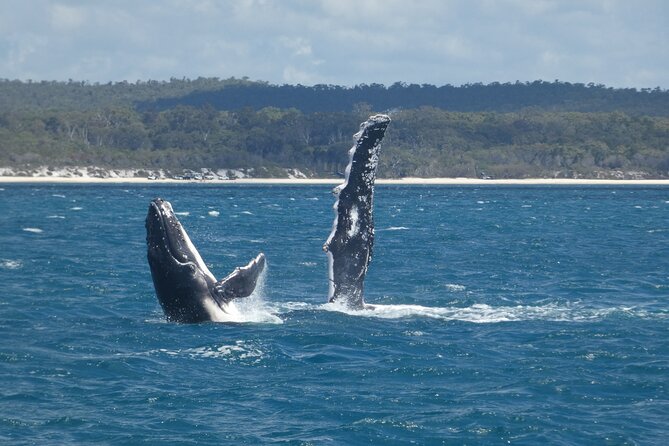 Hervey Bay Ultimate Whale Watching Cruise - Who will enjoy this cruise most?