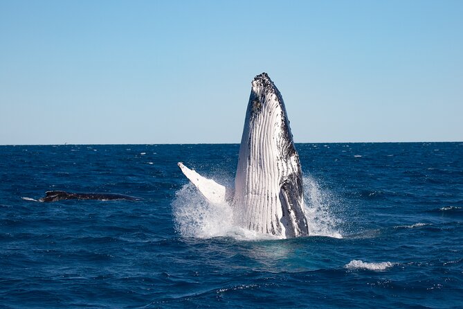 Hervey Bay Ultimate Whale Watching Cruise - Searching for whales with a marine naturalist