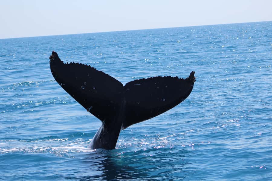 Hervey Bay: Ultimate Whale Watching Experience - Is $84 good value?