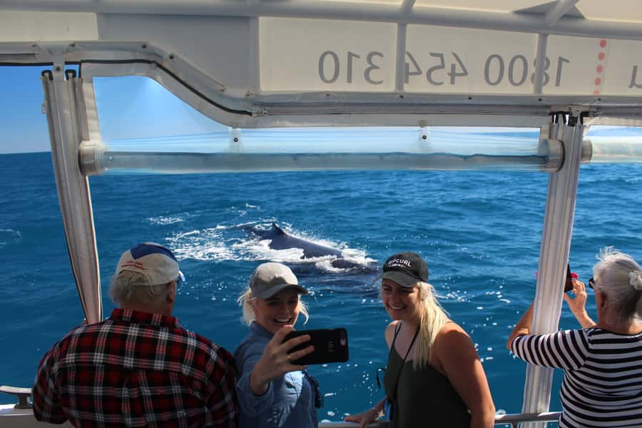 Hervey Bay: Ultimate Whale Watching Experience - Why Platypus Bay makes this whale watch special