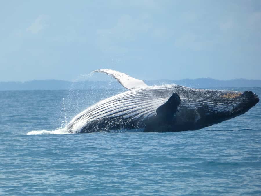 Hervey Bay: Ultimate Whale Watching Experience - The Ocean Defender: small boat, big views