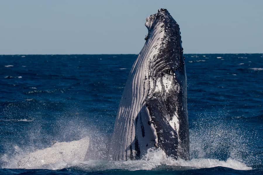 Hervey Bay: Ultimate Whale Watching Experience - What the three-hour itinerary feels like