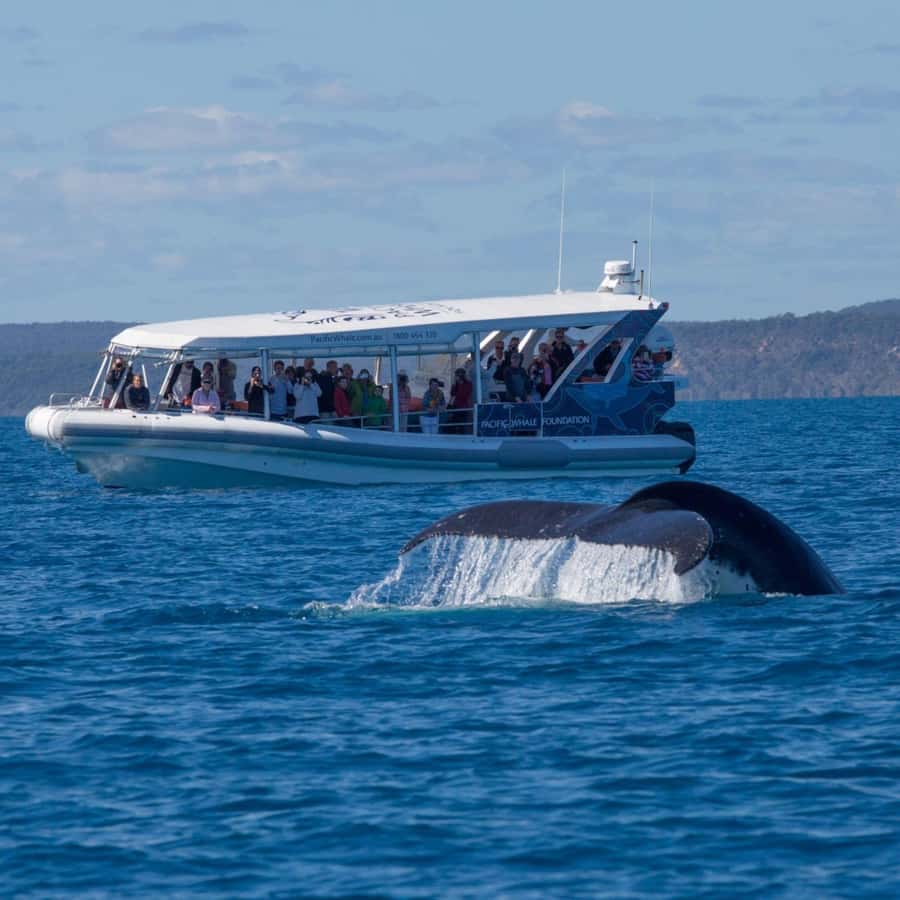 Hervey Bay: Ultimate Whale Watching Experience - Marine scientists give the trip its purpose