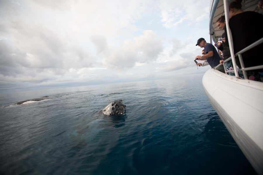 Hervey Bay: Ultimate Whale Watching Experience - Hearing a whale through underwater hydrophones