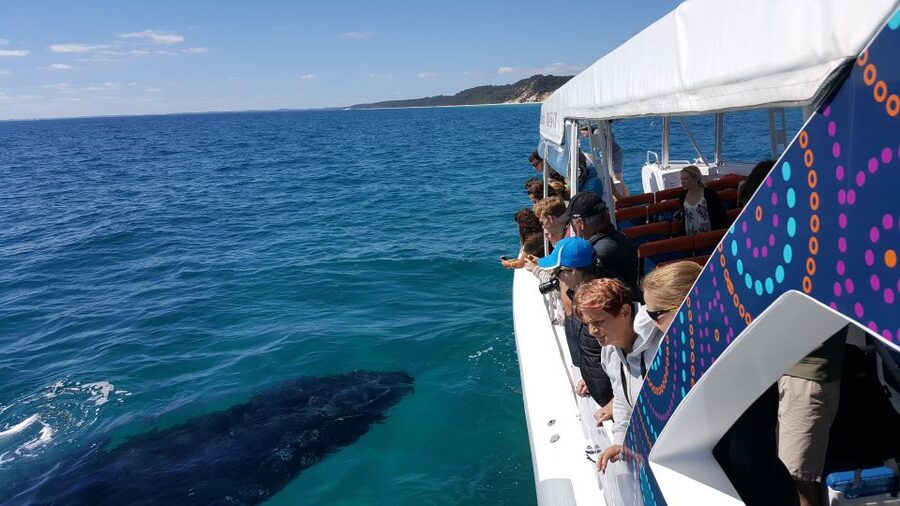 Hervey Bay: Ultimate Whale Watching Experience - Whale sightings, calves, and the season guarantee