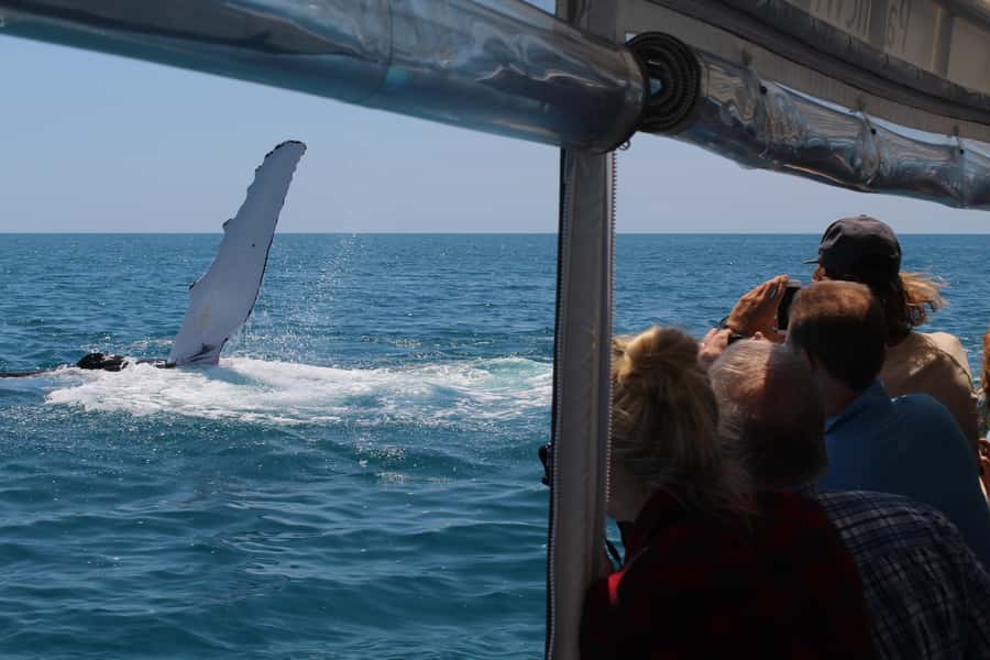 Hervey Bay: Ultimate Whale Watching Experience - Snacks, shade, and practical comfort