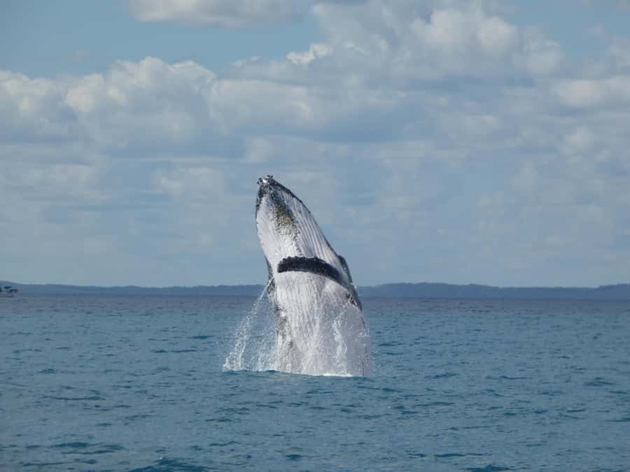 Hervey Bay: Ultimate Whale Watching Experience - Starting at Great Sandy Straits Marina
