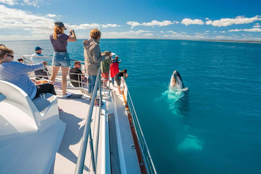 Hervey Bay Whale Odyssey Cruise - Why six hours makes a difference in Platypus Bay