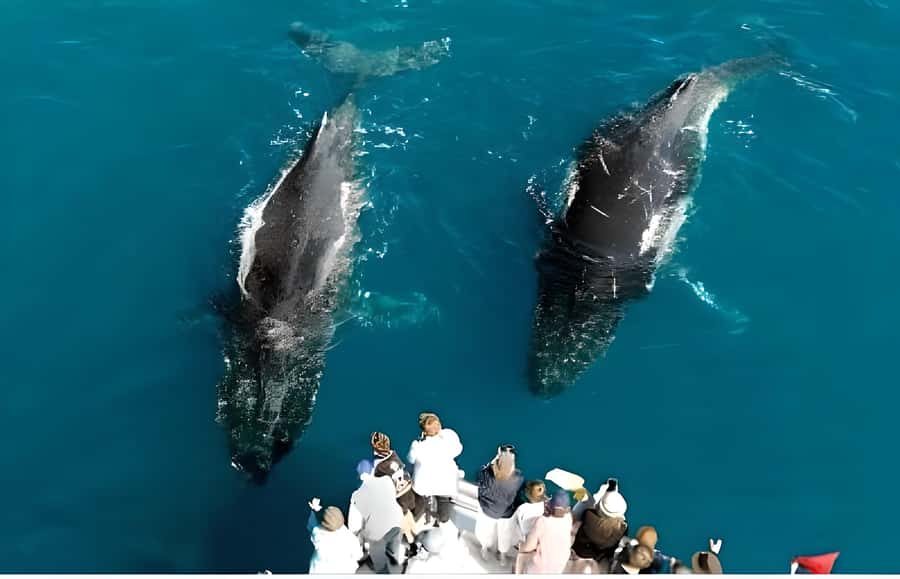 Hervey Bay Whale Odyssey Cruise - The morning run from Urangan Marina
