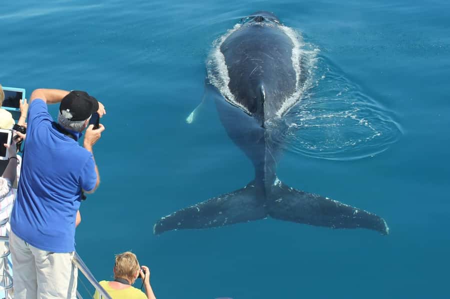 Hervey Bay Whale Odyssey Cruise - Whale encounters, from juveniles to mothers and calves