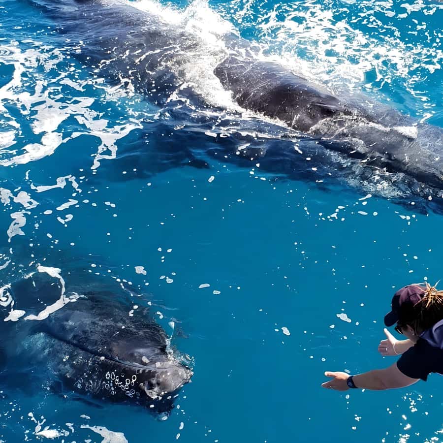 Hervey Bay Whale Odyssey Cruise - Hear the whales with the hydrophone