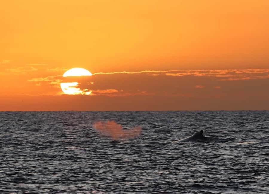 Hervey Bay Whale Odyssey Cruise - Lunch, afternoon tea, and the value of the fare