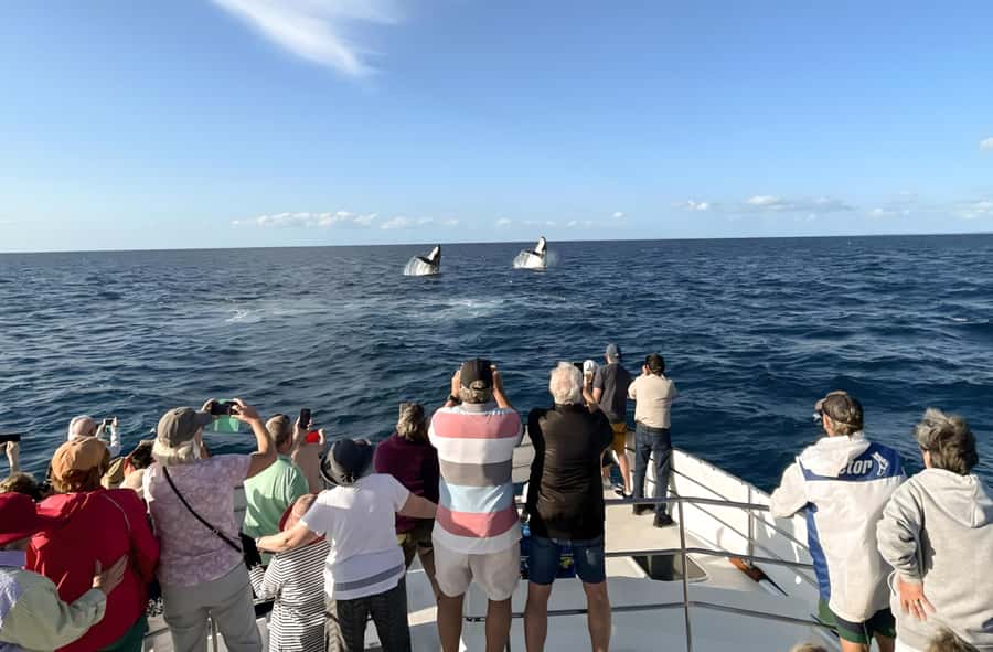 Hervey Bay Whale Odyssey Cruise - What to wear and how to handle seasickness