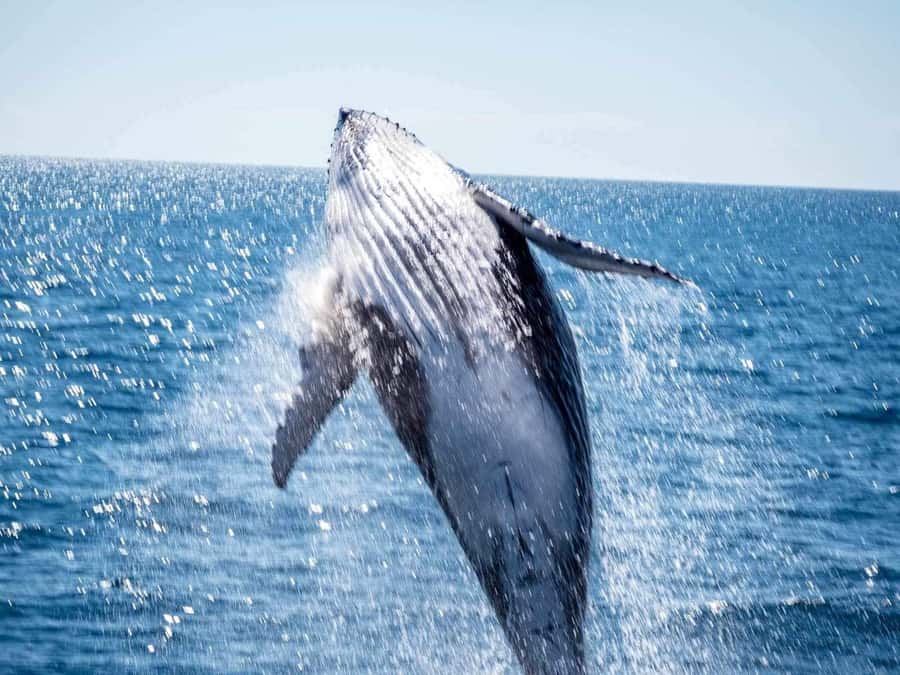 Hervey Bay Whale Odyssey Cruise - Who can manage the boat comfortably