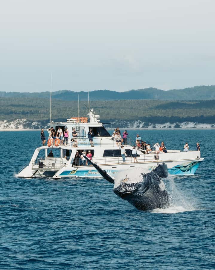 Hervey Bay Whale Odyssey Cruise - The overall mood on board