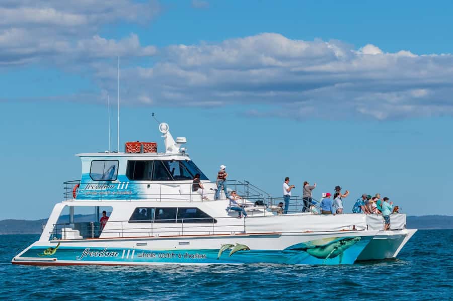 Hervey Bay Whale Odyssey Cruise - Three ways to watch the whales from Freedom
