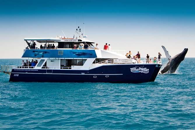 Hervey Bay Whale Watching Cruise - Setting Out From Great Sandy Straits Marina