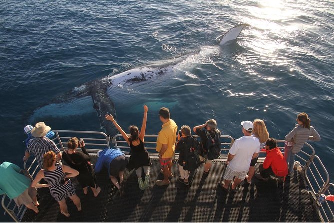 Hervey Bay Whale Watching Cruise - Food, Comfort, And The Ride Home