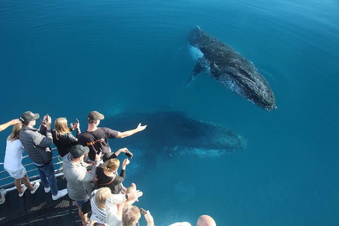 Hervey Bay Whale Watching Cruise - A Family-Friendly Four Hours