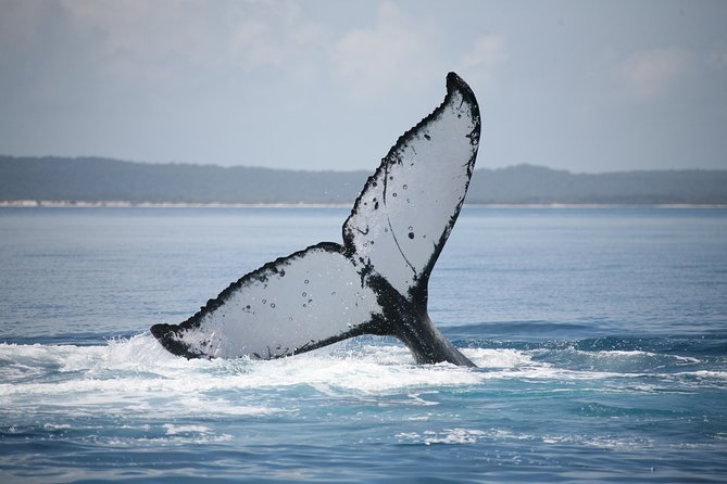 Hervey Bay Whale Watching Cruise - What The $105.09 Price Buys You