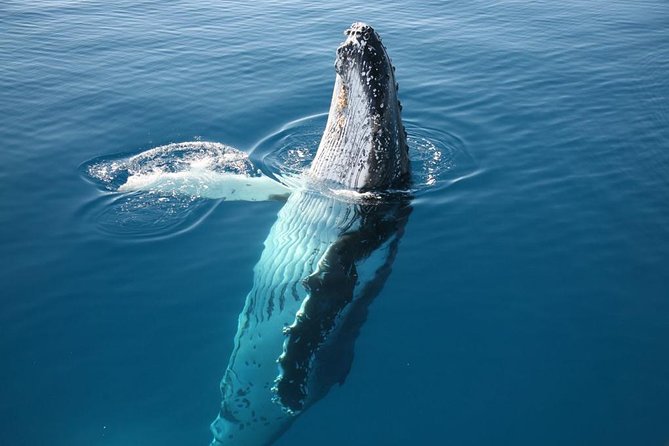 Hervey Bay Whale Watching Cruise - Timing, Weather, And Practical Planning