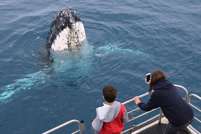 Hervey Bay Whale Watching Cruise - Who Will Get The Most From This Cruise