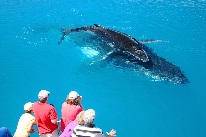 Hervey Bay Whale Watching Cruise - What You Might See At Sea