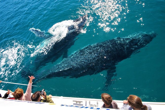 Hervey Bay Whale Watching Experience - Why Hervey Bay is made for whale watching