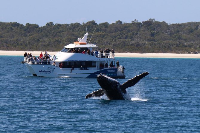 Hervey Bay Whale Watching Experience - What the whale encounter can really be like