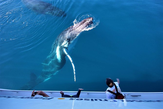 Hervey Bay Whale Watching Experience - Hearing whales through the hydrophone