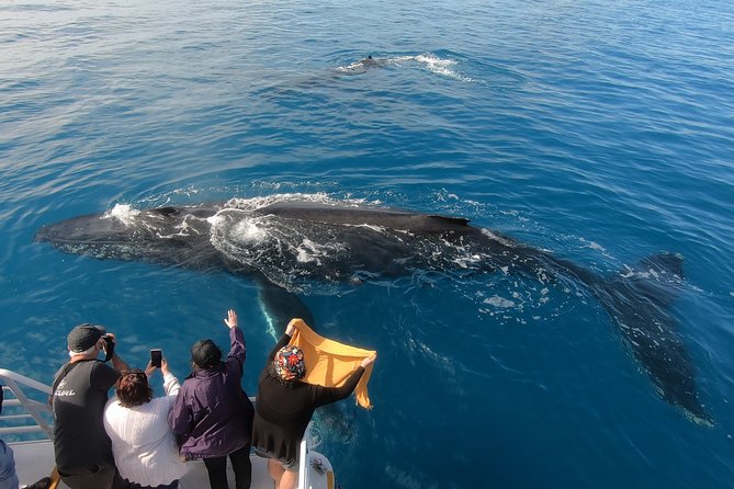 Hervey Bay Whale Watching Experience - Weather, sea conditions, and the no-whale policy