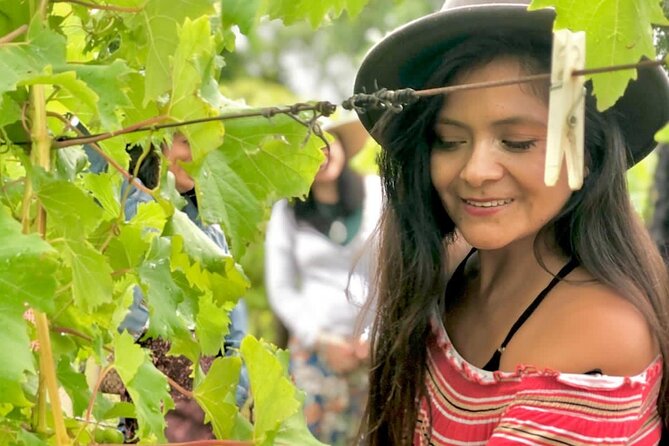 Hinterland Heritage Wine Tour - O’Reilly’s Canungra Valley and the Killowen homestead